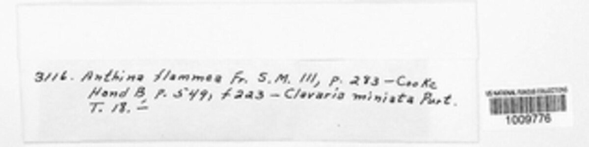 Anthina flammea image